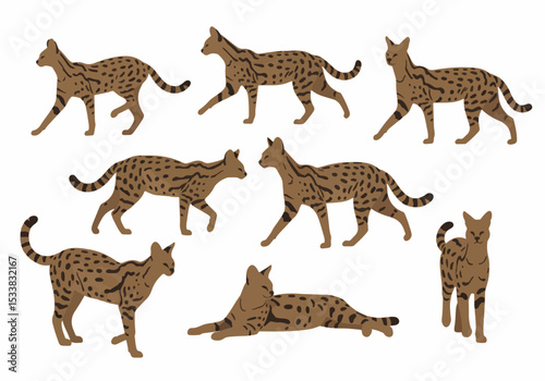 Serval cat poses set animal wild