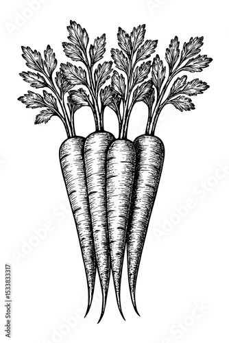 Black and white ink illustration of fresh carrot sticks vector
