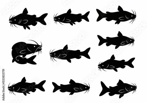 Silhouette catfish animal fishes aquatic underwater wildlife