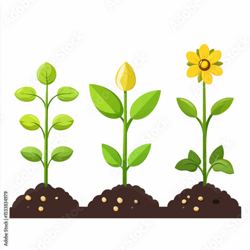 Stages of plant growth showcasing green sprouts, budding flowers, and a fully bloomed flower against a clean background
