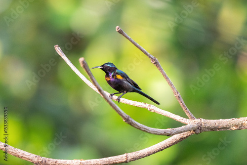 A copper-throated sunbird perches on a branch.