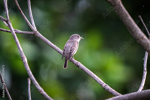 Posts in Family Timaliidae bird in the nature