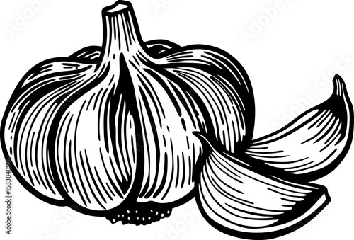 Whole garlic bulb with peeled cloves black and white hand drawn botanical illustration, organic seasoning, spice ingredient
