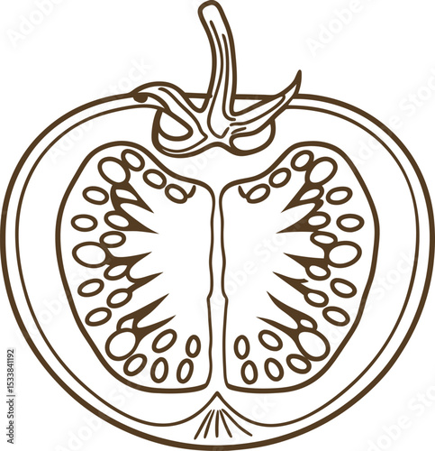 Tomato slice outline cross section vegetable illustration, healthy food nutrition, organic garden produce