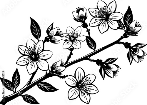 Watercolor cherry bud. Cherry blossom flower blooming vector vintage style Minimalist concept vector illustration