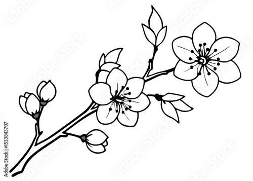 Cherry blossom branch with pink Sakura. Cherry blossom tree branch black and white line art vector illustration