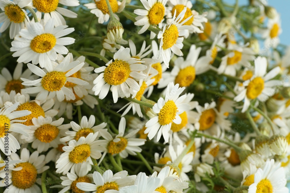 Fototapeta premium Many beautiful chamomile flowers as background, closeup