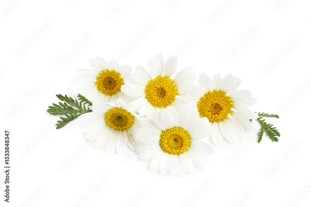 Obraz premium Beautiful chamomile flower buds and green leaves isolated on white