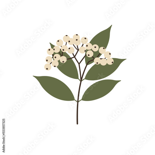 A delicate illustration of a flowering plant with white berries and green leaves