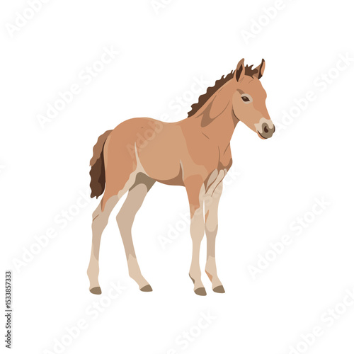 Young horse standing gracefully against a plain background, showcasing its elegance