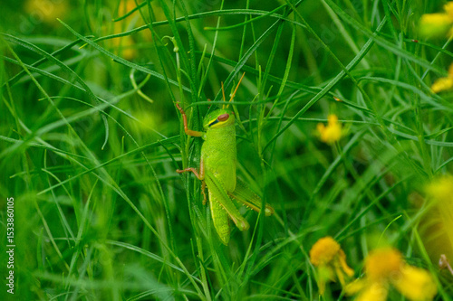 草にとまるトノサマバッタの幼虫｜Clinging to Life — Nymph of Migratory Locust on Grass