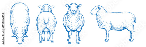 Hand Drawn Sheep Vector Illustration Showing Front, Back, Side and Top Views in Clean Line Art Style for Farm Animal Design, Livestock Anatomy Reference, and Agricultural Graphics

