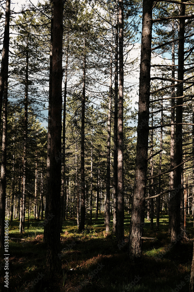 Naklejka premium Sunlight casting long shadows in a quiet pine forest in Zlatibor during spring. Nature of Serbia country concept