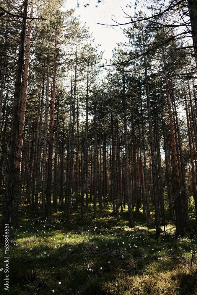 Obraz premium Tall pine trees stretching into the sky in a serene spring forest in Zlatibor, Serbia. Wild white daffodils blooming in a pine woodland