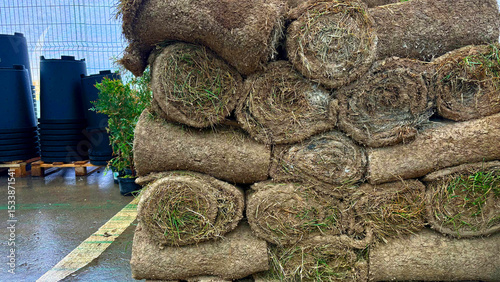 Rolling lawn. The lawn roll is outdoor. close up on stacking turf sod carpet

