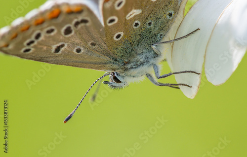 Common Blue (Plebejus idas) is a species of diurnal butterfly