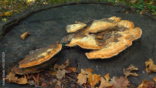 The thick-walled maze polypore Fomitopsis quercina - saprophytic fungus on oak tree stump in garden, Ukraine photo