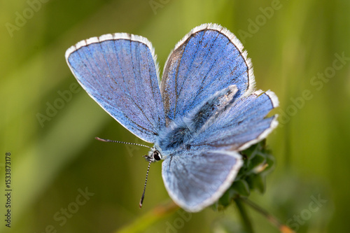 Common Blue (Plebejus idas) is a species of diurnal butterfly