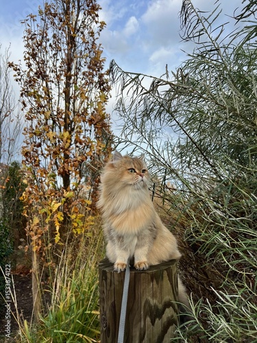 Cute British cat with long hair is discovering Brussels and walking in the beautiful park in Brussels. Amazing  domestic cat  loves to walk outside. 