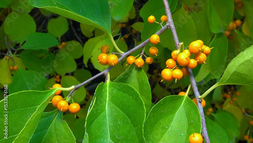 Celastrus sp. - ornamental plant with yellow fruits in autumn in park