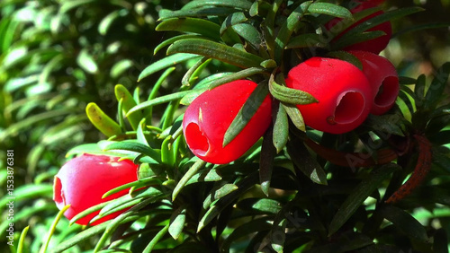 European yew Taxus baccata - poisonous red berries on an ornamental yew shrub in autumn in a park