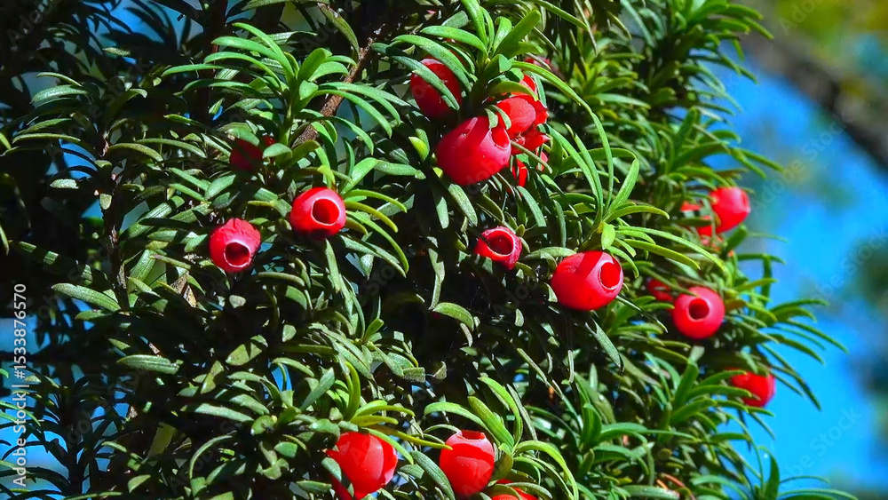 Fototapeta premium European yew Taxus baccata - poisonous red berries on an ornamental yew shrub in autumn in a park