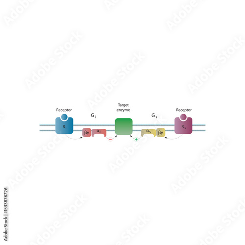 Bidirectional Regulation of Adenylyl Cyclase by Gs and Gi Proteins via GPCR Signaling: Opposing Receptor-Mediated Effects on Enzyme Activity