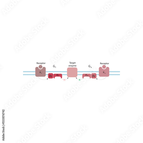 Bidirectional Regulation of Adenylyl Cyclase by Gs and Gi Proteins via GPCR Signaling: Opposing Receptor-Mediated Effects on Enzyme Activity