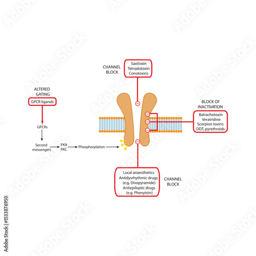 Detailed Schematic of Drug-Binding Domains on Voltage-Gated Sodium Channels Showing Sites of Action for Local Anesthetics, Antiepileptics, Neurotoxins, and Insecticides