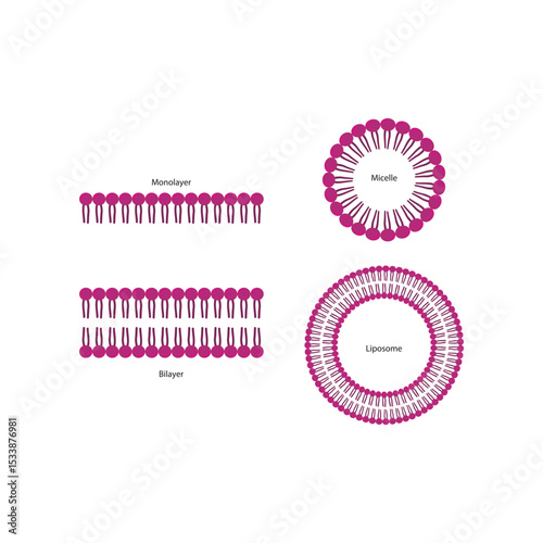 Diagram of phospholipid structures - Liposome, micelle, monolayer and bilayer - non polar tails and polar heads. Simple scientific vector illustration.