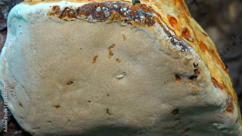 Tinder fungus - Fomes fomentarius,  tinder fungus on oak tree stump in garden