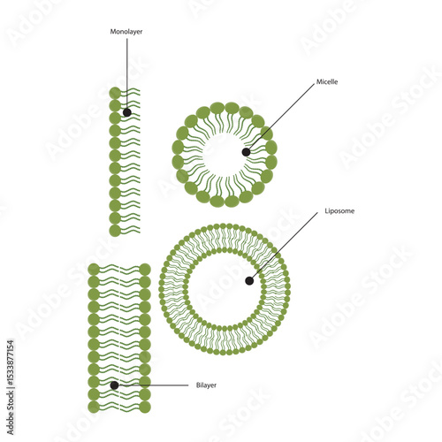 Diagram of phospholipid structures - Liposome, micelle, monolayer and bilayer - non polar tails and polar heads. Simple scientific vector illustration.