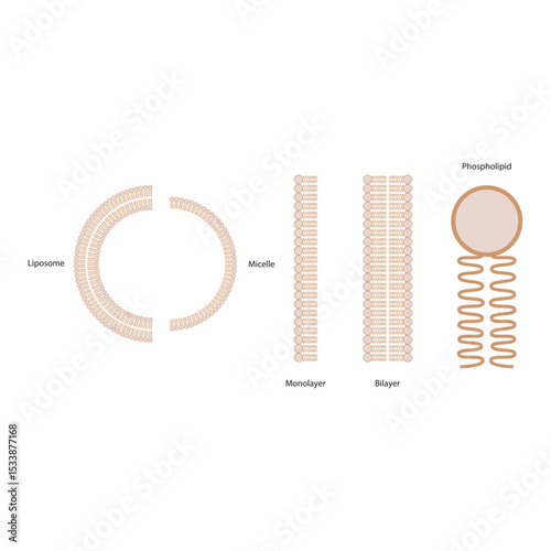 Diagram of phospholipid structures -Phospholipid, liposome, micelle, monolayer and bilayer - non polar tails and polar heads. Simple scientific vector illustration.