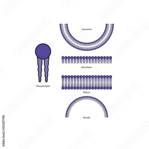 Diagram of phospholipid structures -Phospholipid, liposome, micelle, monolayer and bilayer - non polar tails and polar heads. Simple scientific vector illustration.