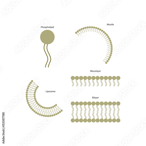 Diagram of phospholipid structures -Phospholipid, liposome, micelle, monolayer and bilayer - non polar tails and polar heads. Simple scientific vector illustration.