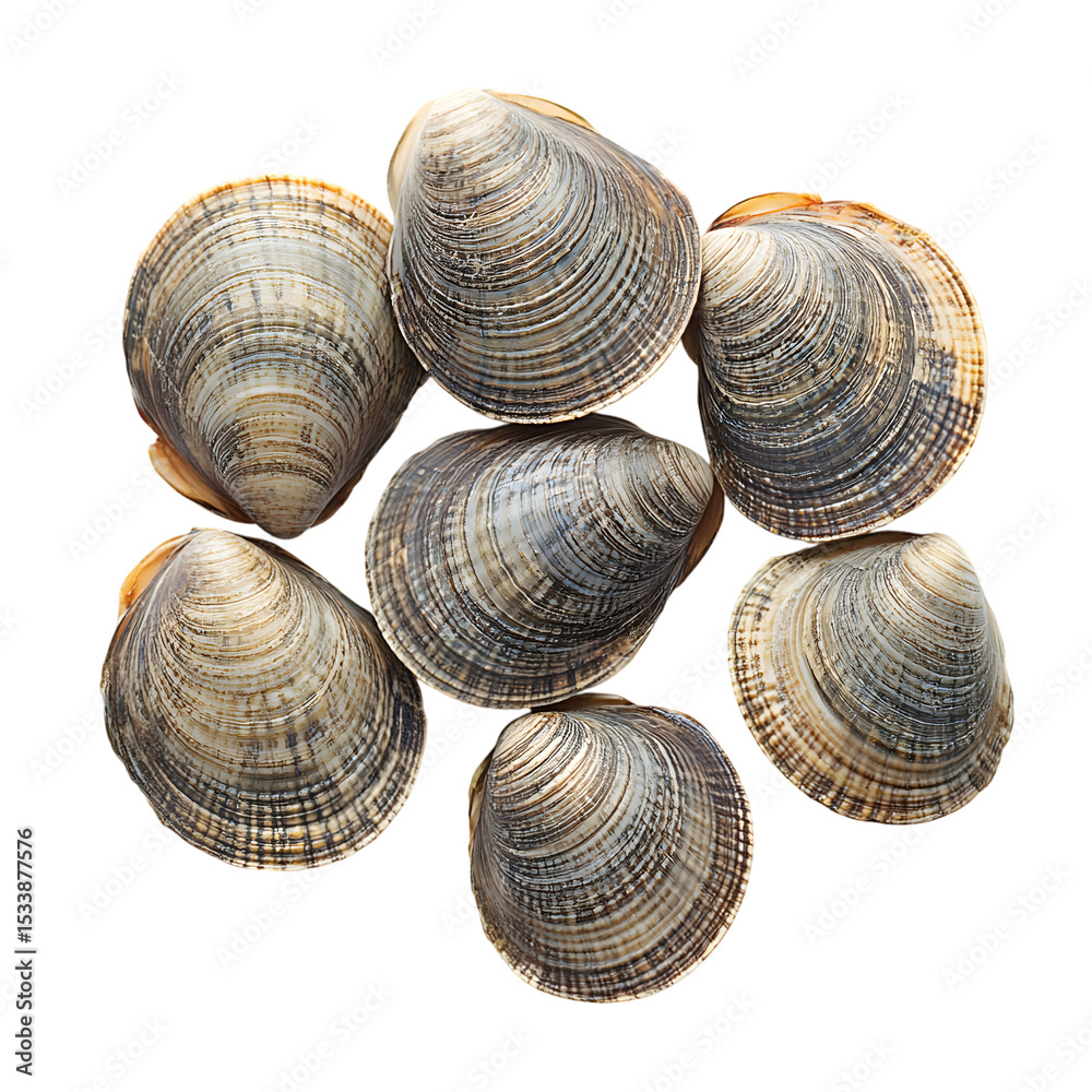 Top View of Fresh Raw Clams Arranged in a Natural Cluster with Intricate Shell Patterns and Earthy Tones Top View of Fresh Raw Clams Arranged in a Natural Cluster with Intricate Shell Patterns and Earthy Tones
