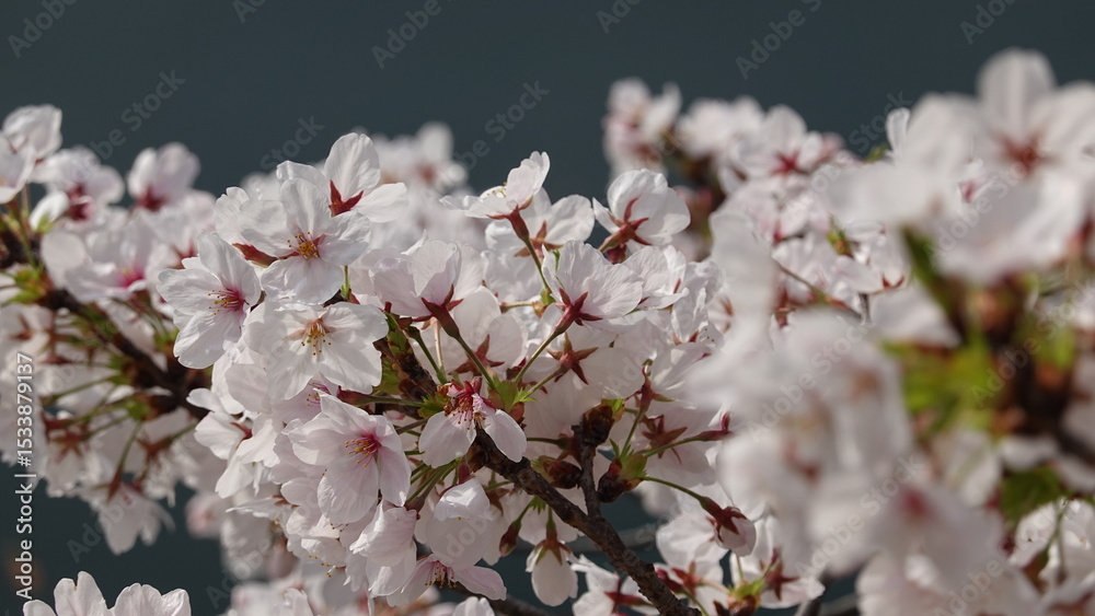 Fototapeta premium 水面に映る美しい桜並木