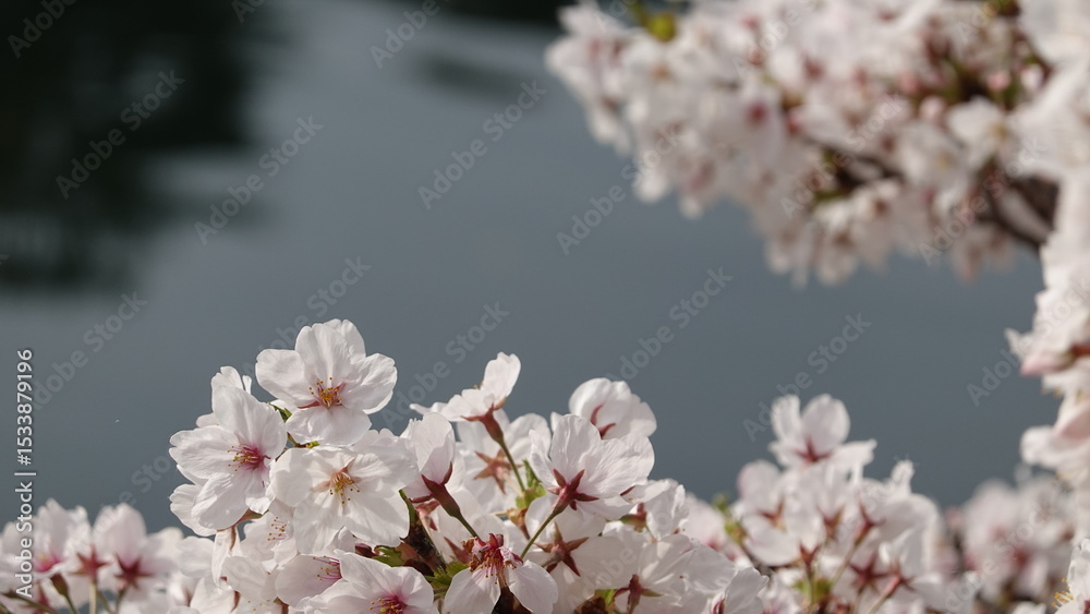 Obraz premium 水面に映る美しい桜並木