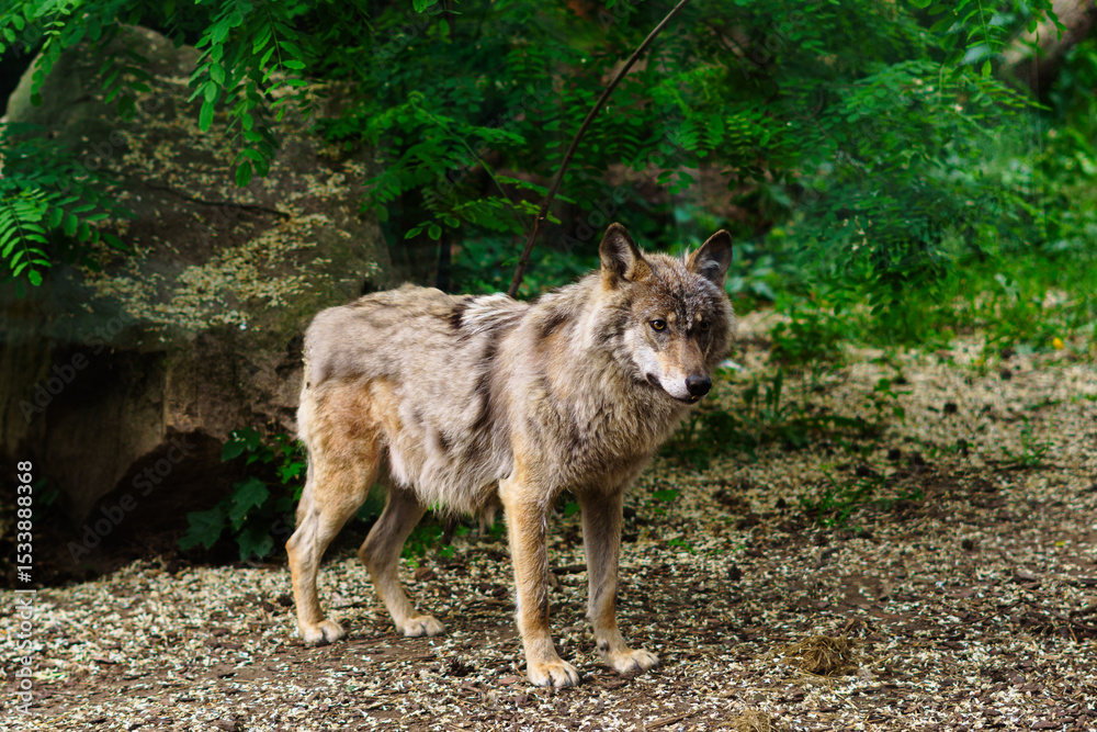 Fototapeta premium Afrykarium, Wrocław