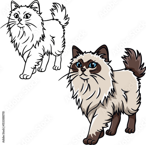 Birman cat vector