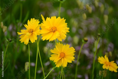 オオキンケイギク　大金鶏菊