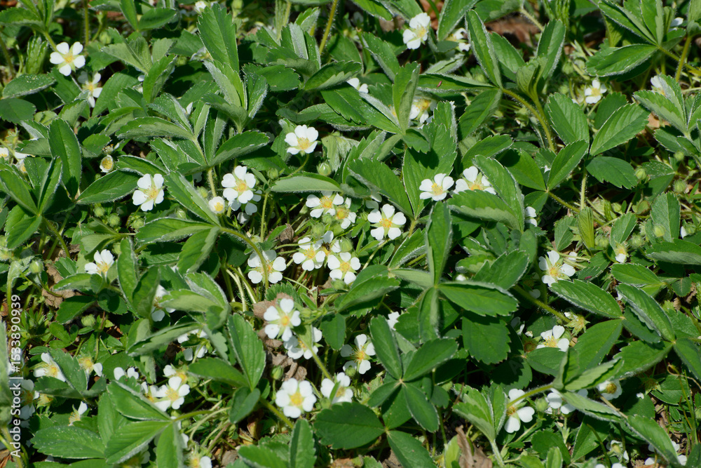 Fingerkraut, Erdbeer, Potentilla sterilis Fingerkraut, Erdbeer, Potentilla sterilis