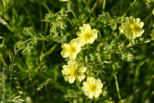 Fingerkraut, Hohe Fingerkraut, Potentilla recta