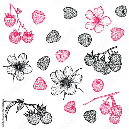 Set of raspberries with their flowers. Vector hand drawn line art of summer fruit in red and black isolated on white background. Highly detailed for print and online projects.