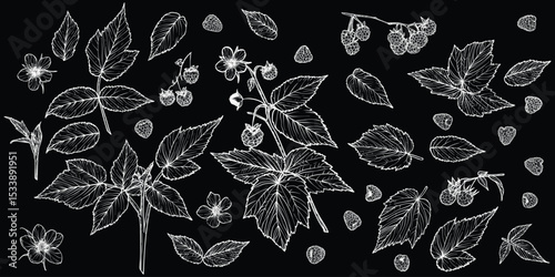 Set of white line art raspberry plant with flowers, leaves, fruits isolated on black background. Hand drawn botanical illustration of summer fruit. For print and online projects