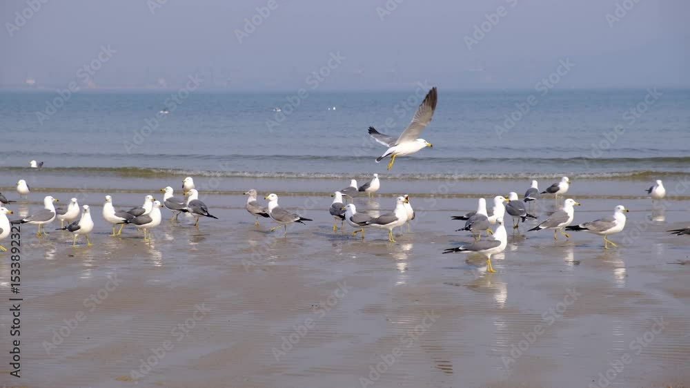 Seagulls Feeding on Beach Natural Ocean Real Shot Seagulls Feeding on Beach Natural Ocean Real Shot