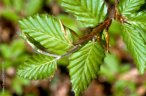 Tablou pe pânză Hetre, fagus silvatca