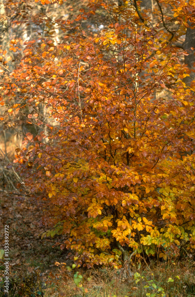 Fototapeta premium Hetre, fagus silvatca