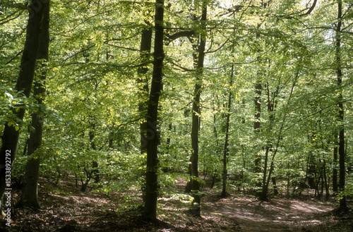Hêtre commun, Fagus sylvatica,, Forêt de Fontainebleau, Région Ile De France, Seine Et Marne, 77, France