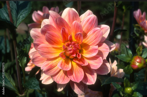 Dahlia 'Jocker'
